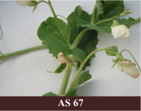 Zirnis, kam vairums ziedlapu nobirušas.