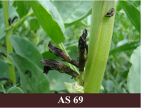 Lauka pupas kāta  tuvplāns kāts ar noziedējušiem trīs ziediem.