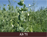 Laukā augoši zirņi ar pākstīm. 