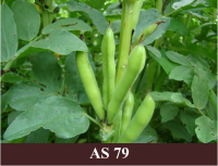 Laukā augošām lauka pupām pākstīs saredzamas atsevišķas pupas.