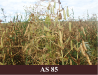 Laukā augoši brūni zirņi ar brūnām pākstīm.