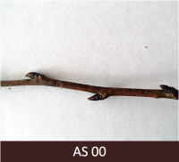 Bumbieres zars ar neatvērtiem pumpuriem.