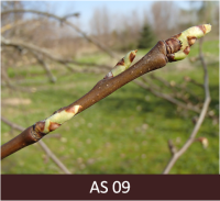 Bumbieres zars plaukšanas sākumā.