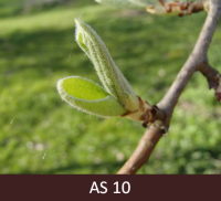 Bumbieres zars plaukšanas sākumā. Pirmās lapas atliecas.