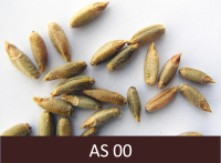 Uz baltas virsmas izbērti daudz, dzeltenīgi graudi.