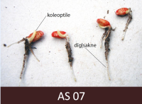 uz baltas virsmas uzlikti četri graudi, kuriem sāk veidoties dīgļi un  dīgļsaknes.