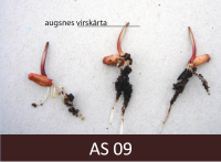 Graudi ar izveidojušiem dīglļiem un saknēm; dīgļi būtu redzami virs augsnes