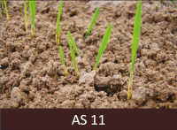 Uzarts lauks ar sadīgušiem graudaugiem, kam ir katram izveidojusies viena lapa