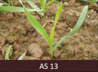 Uzarts lauks ar sadīgušiem graudaugiem, kam ir katram izveidojušās trīs lapas