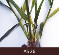 Graudaugs ar sešiem dzinumiem (stublājiem), uz kuriem aug lapas