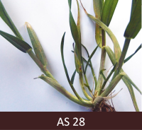 Graudaugs ar astoņiem dzinumiem (stublājiem), no kuriem četri ir  nelieli ar vienu lapu, bet četri lielāki ar vairākām lapām