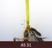 Graudauga stiebrs  ar pirmo mezglu, kas atrodas 1 cm virs  zemes 