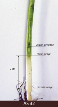 Graudauga stiebrs ar otro mezglu, kas atrodas 2 cm virs pirmā mezgla.