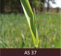 Zaļš graudauga stiebrs, kam  izveidojusies zaļa lapa un veidojas karoglapa