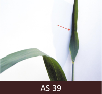 Pilnīgi atritinājusies zaļa graudauga karoglapa un vēl viena lapa