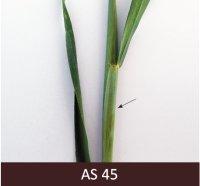 Graudauga stiebrs ar zaļām lapām un uzbriedušu karoglapas maksti.