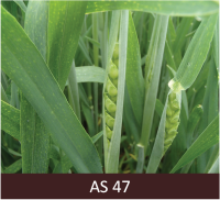 Zaļas graudaugu lapas un karoglapas, kurām atvērušies sāni un aiz tiem redzami vārpu aizmetņi