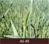 Redzams graudauga stiebrs ar cieši piekļāvušos lapu un pirmajiem akotiem