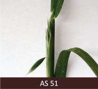 Redzama auzas skara vārpošanas sākumā, kad vārpa vēl ir paslēpusies lapā, bet redzama vārpas galotne