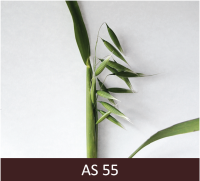 Auzas skara vārpošanas vidū, kad no stumbra ir iznākusi vārpa ar vairākām skarām