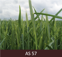 Graudaugu sējums vasarā, lielākā daļa vārpu ir izveidojušās