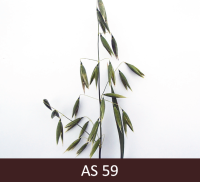 Miežiem un kviešiem pilnīgi izveidojušās vārpas un skaras