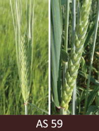 Auzām  izveidojusies vārpa un skaras