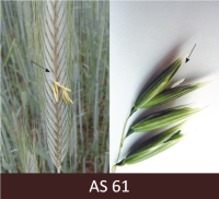 Vārpa uz kuras fona izceļas pirmās putekšnīcas, kas raksturīgi ziedēšanas sākumam.