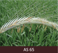 Vārpa ar daudz putekšnīcām tās ārpusē, kas raksturīgi pilnziedam.