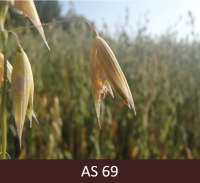 Auzas skara ar noziedējušām vārpiņām, ziedēšanas beigas.