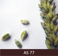 Vārpa un atsevišķi graudi vēlā piengatavībā (zaļganā krāsā), kad paņemot graudu, jūtams  konsistences sabiezējums.