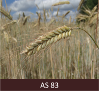 Daudz vārpu ar graudiem agrā dzeltengatavībā, kad graudu ar nagu ļoti viegli pārdalīt.