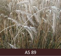 Daudz vārpu ar graudiem pilngatavībā, kad graudu ar nagu nevar pārdalīt.