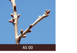 Saldā ķirša zars ar neatplaukušiem pumpuriem.