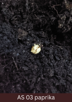 Uzbriedusi paprikas sēkla uz mitras augsnes.