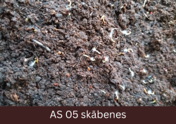 Dīgstošas skābenes uz augsnes.