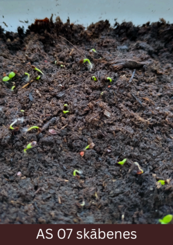 Sadīgušas skābenes uz audsnes, dīgļlapas vēl sedz sēklapvalks.