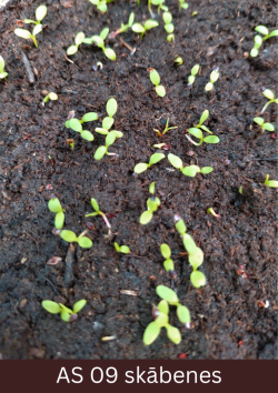 Uz augsnes sadīgušas skābenes ar divām dīgļlapām. 