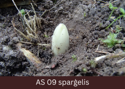 Sparģeļa dzinums parādījies virs augsnes.