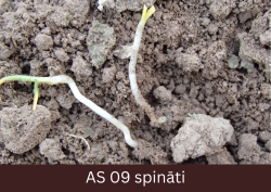 Izdīguši spināti uz augsnes.