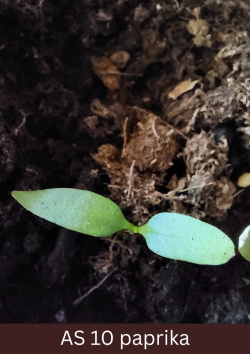 Izdīgusi paprika virs augsnes ar pilnībā atvērtām dīgļlapām.