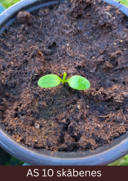 Skābenes stāds podiņā ar divām dīgļapām un mazām pirmajām īstajām lapām.