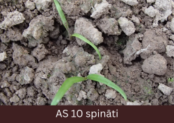 Izdīguši virs augsnes ar pilnībā atvērtām dīgļlapām.