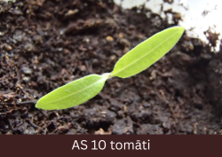 Izdīdzis tomāts virs augsnes ar pilnībā atvērušām dīgļlapām.