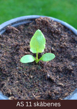 Skābenes stāds podiņā ar divām dīgļapām un vienu īsto lapu.