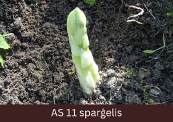 Sparģeļa dzinums virs augsnes, kuram pilnībā atdalīta vasas pārveidne uz pirmā dzinuma.