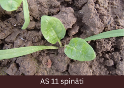 Spinātu dīgsti virs augsnes ar atvērušos pirmo īsto lapu pāri.