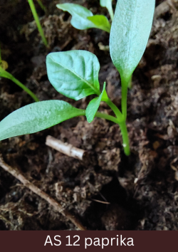 Paprikas stāds ar izveidojušos pirmo lapu pāri.