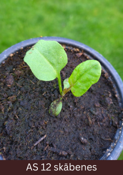 Skābenes stāds podiņā ar divām dīgļapām un divām īstajām lapām.