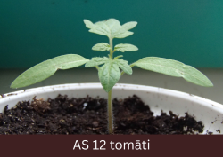Podiņā augošs tomāta stāds ar izveidojušos pirmo lapu pāri.